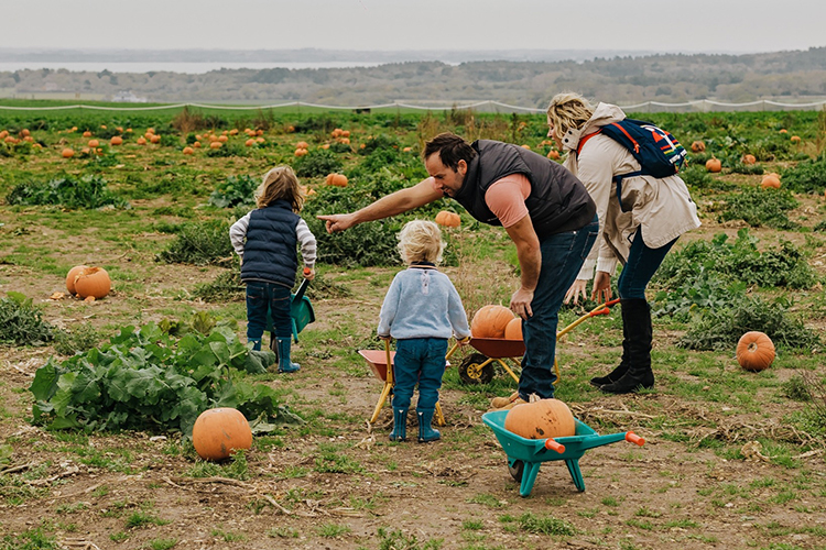 Halloween Pumpkin Picking at Tapnell Farm Park