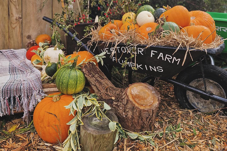Pumpkin Picking at Westover Farm