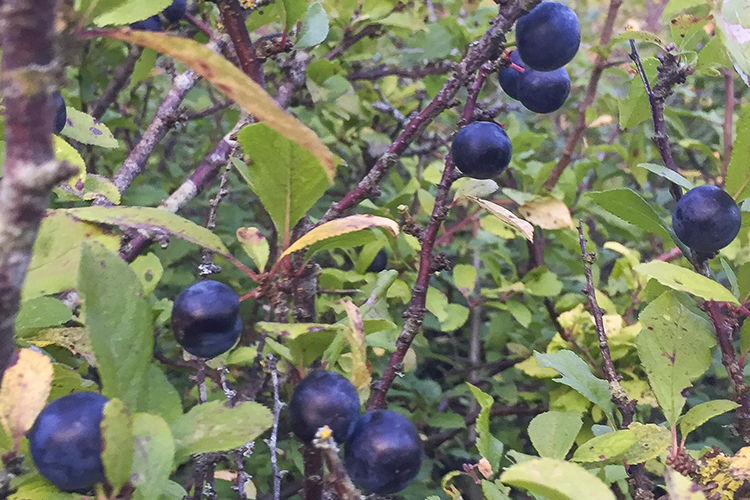 Autumn Seasonal Produce - Isle of Wight Sloes