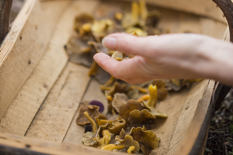 Wild Mushrooms