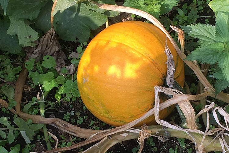 Farmer Ralph’s Pumpkin Patch