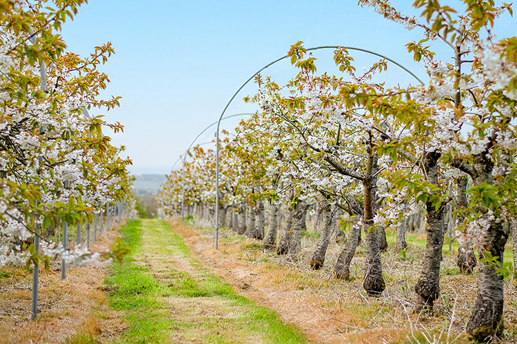 Isle of Wight Food & Drink Day - Godshill Orchards